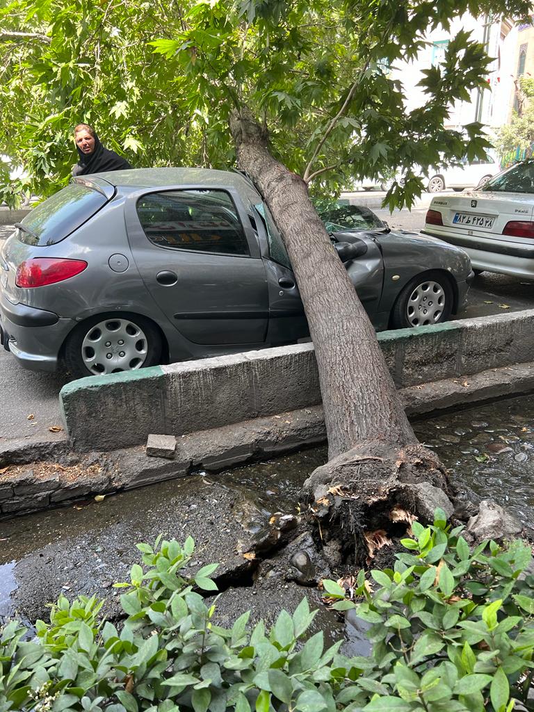 سقوط وحشتناک درخت روی ۲۰۶