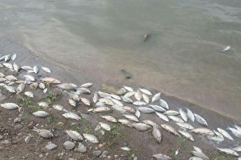 فیلم/ تلف شدن ماهیان رودخانه های لرستان به دلیل خشکسالی