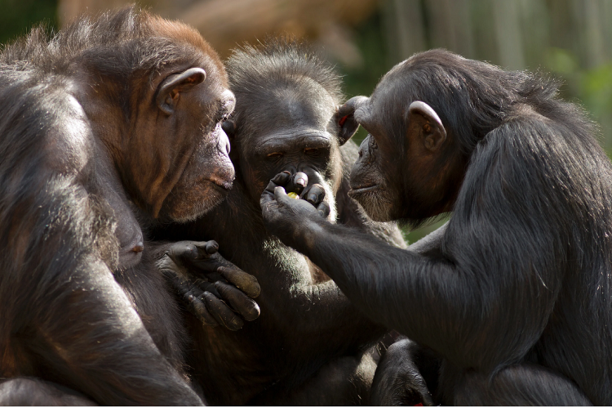 حرف زدن شامپانزه ها