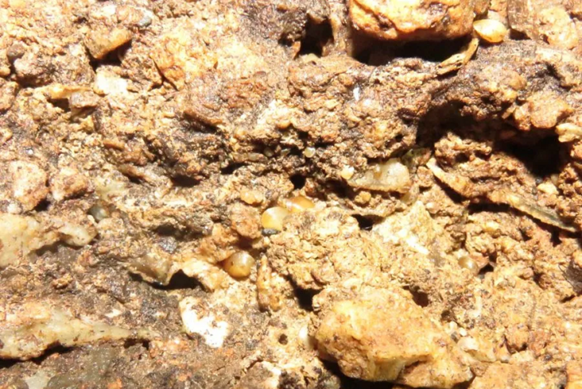 کشف صدف غارنشین در قاره آمریکا