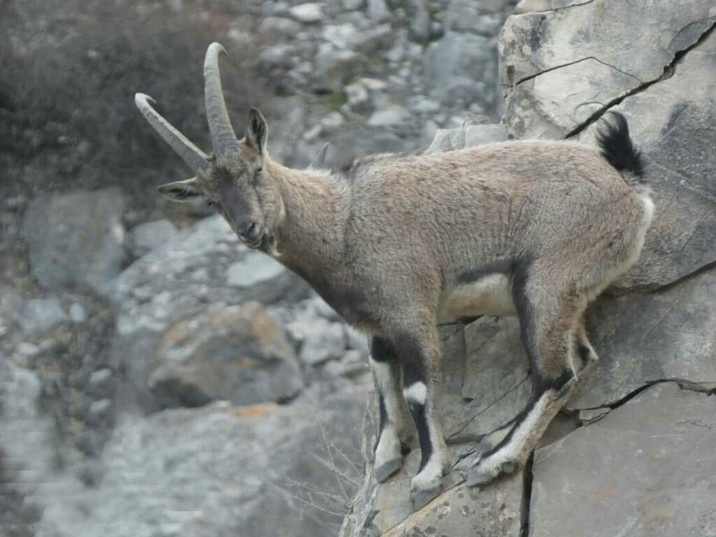 تصویری زیبا از لحظه شیر دادن بزکوهی در طبیعت لرستان