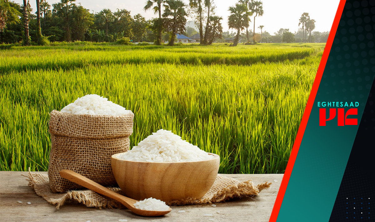حذف ارز ۴۲۰۰ تومانی فرصتی مناسب برای سوءاستفاده مافیای برنج بود