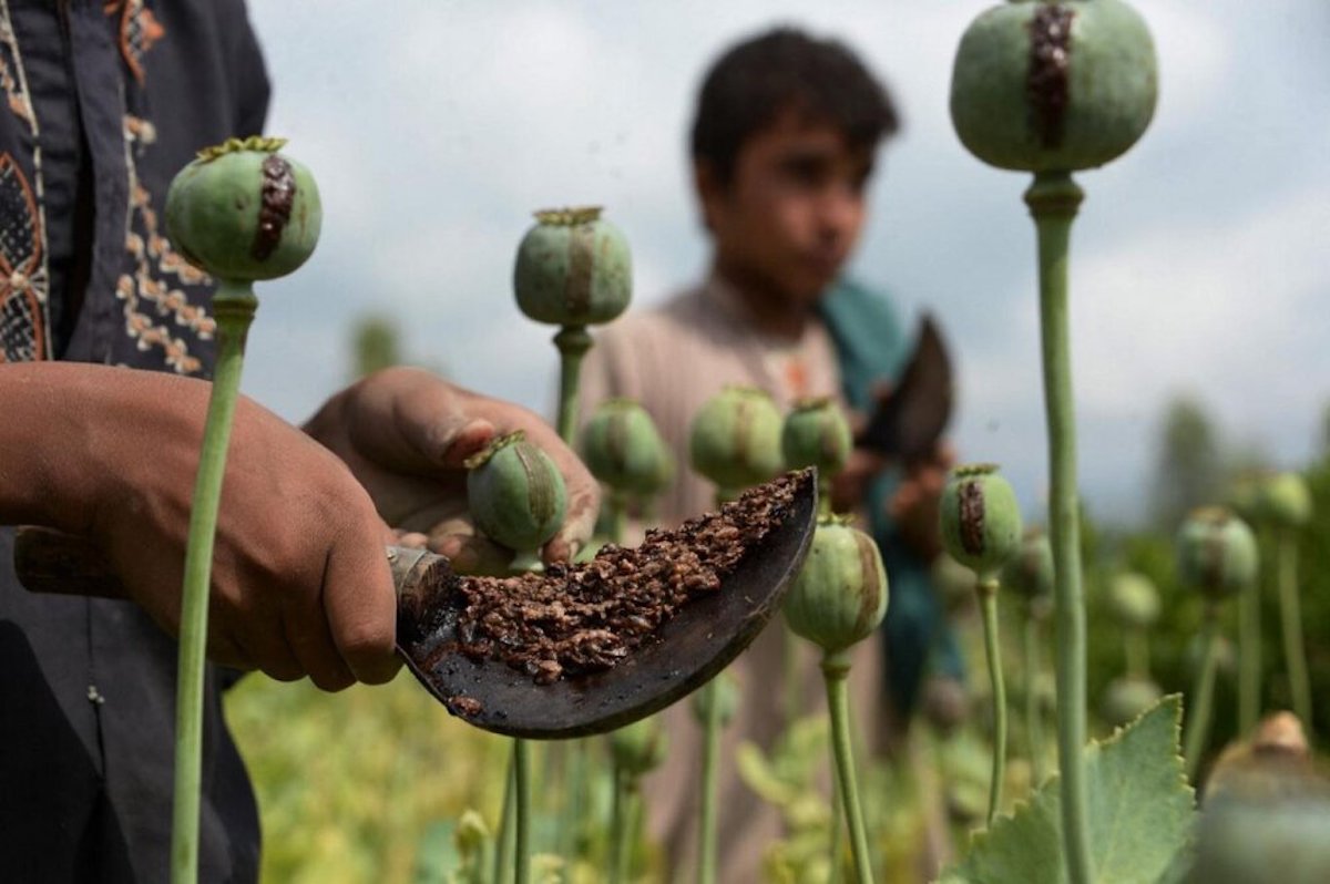 افزایش چشمگیر کشت خشخاش در افغانستان