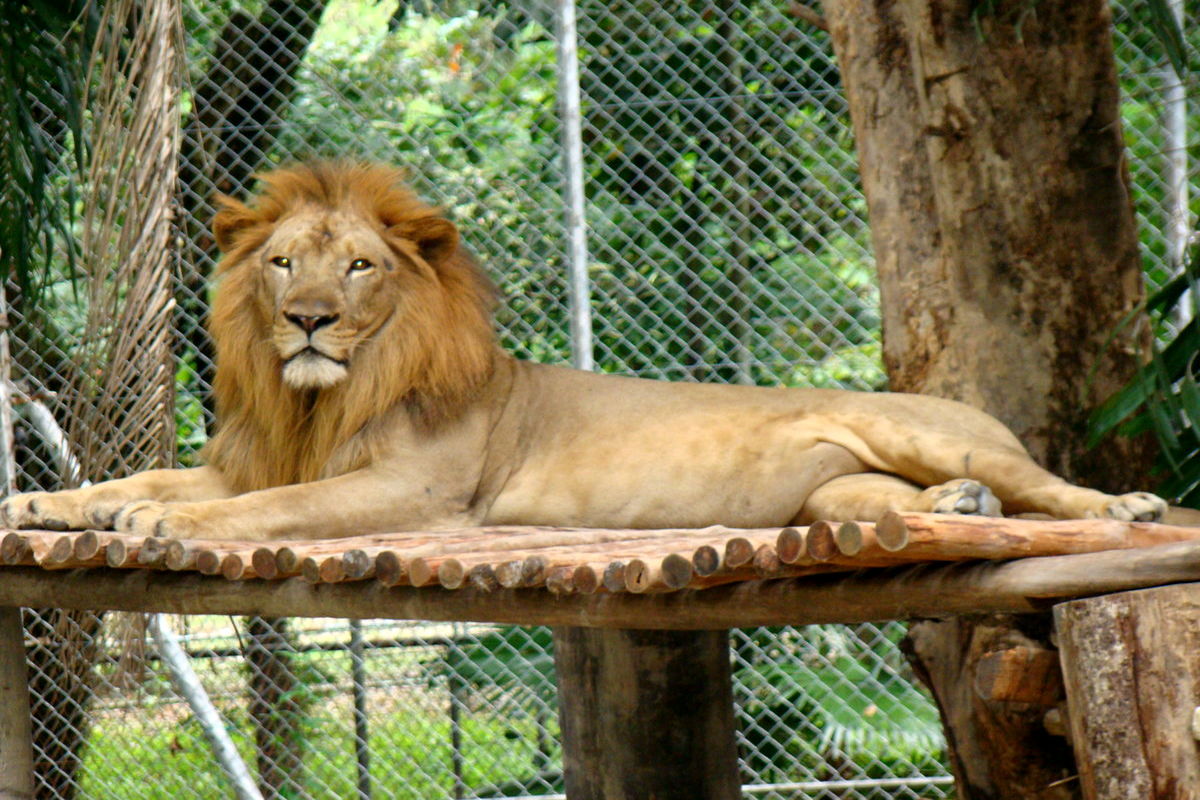 حراج ۱۲ قلاده شیر در یک باغ وحش