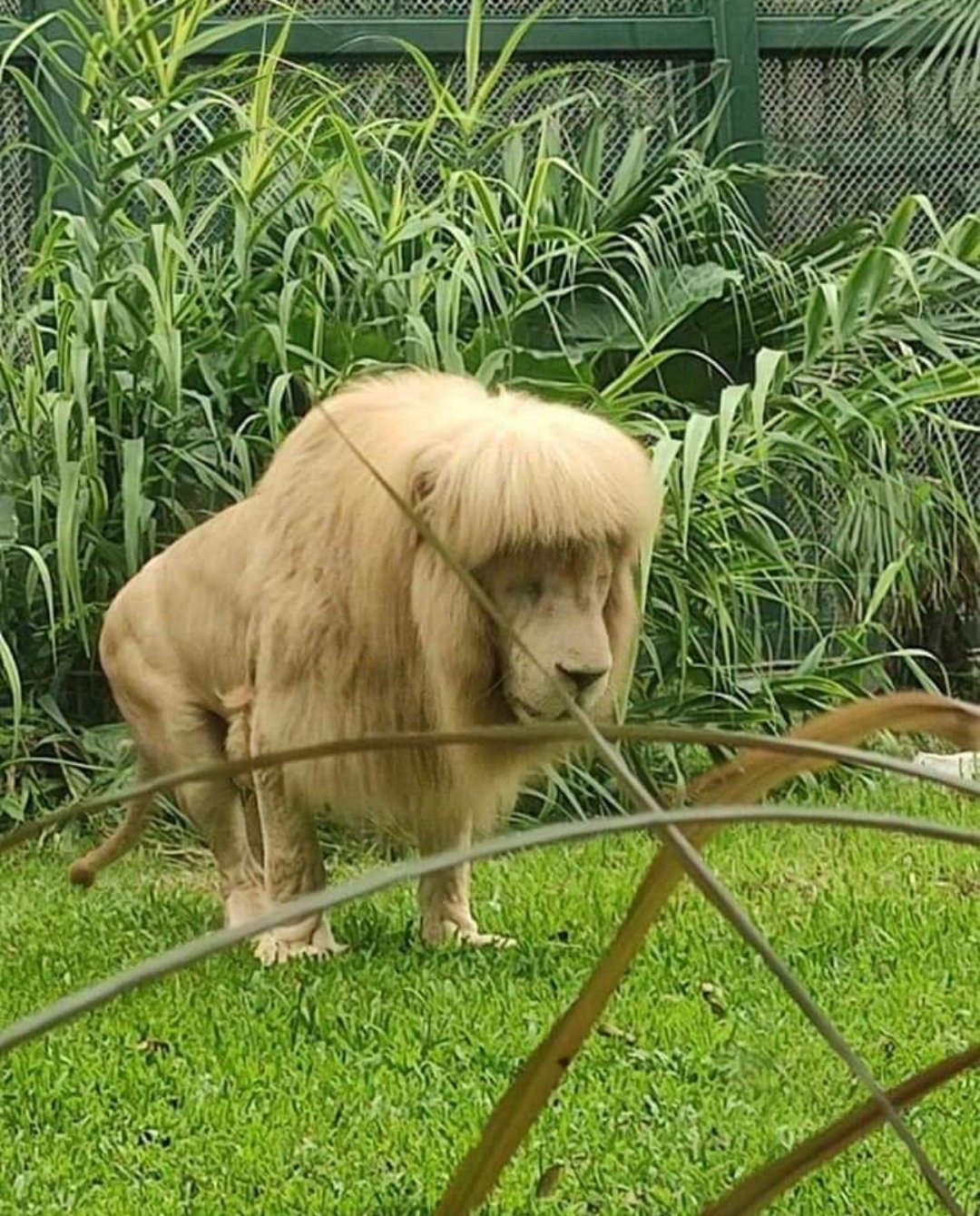 قیافه شیر در باغ‌وحش