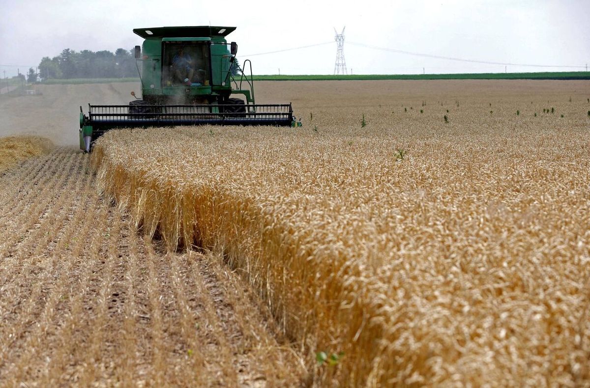خشکسالی، ۸۰ درصد تولید گندم استان‌های جنوبی را خشکاند