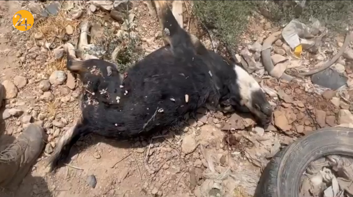 قتل عام بیش از هزار سگ در گندک دماوند