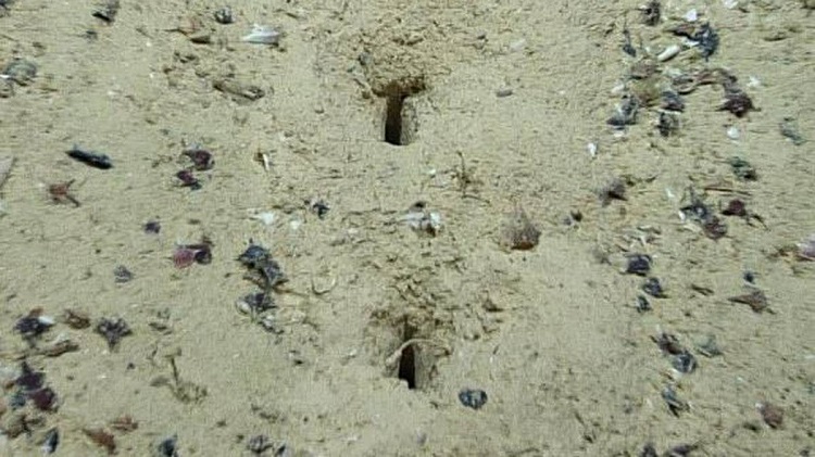 کشف حفره‌های مرموز و عجیب در کف اقیانوس اطلس!