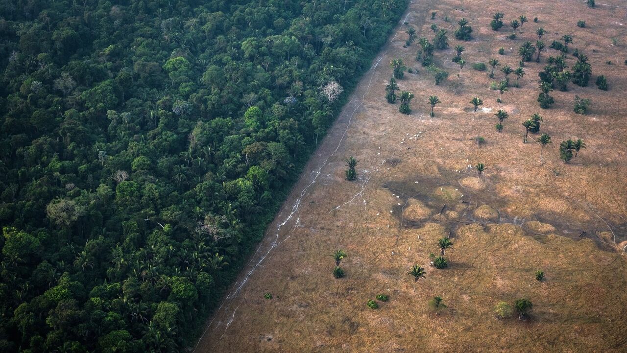 جنگل‌زدایی غارت ثروت ملی است