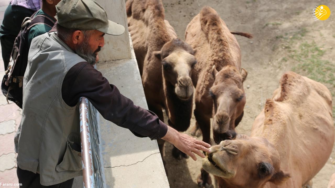 طالبان تنها باغ وحش افغانستان را از رونق انداخت