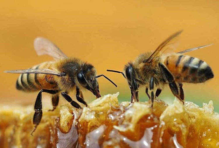 همکاری دو زنبور برای باز کردن در نوشابه