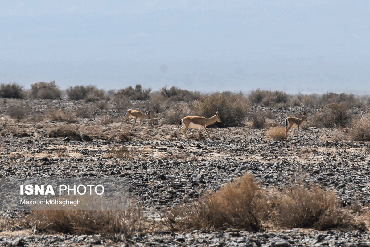 پارک ملی کویر