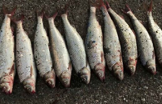 قیمت انواع ماهی