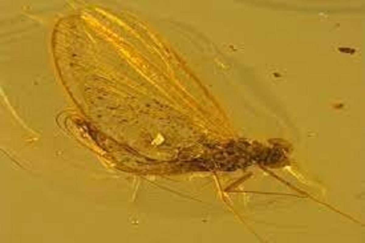 سفر حیرت‌انگیز از ۴۰ میلیون سال پیش به امروز + عکس