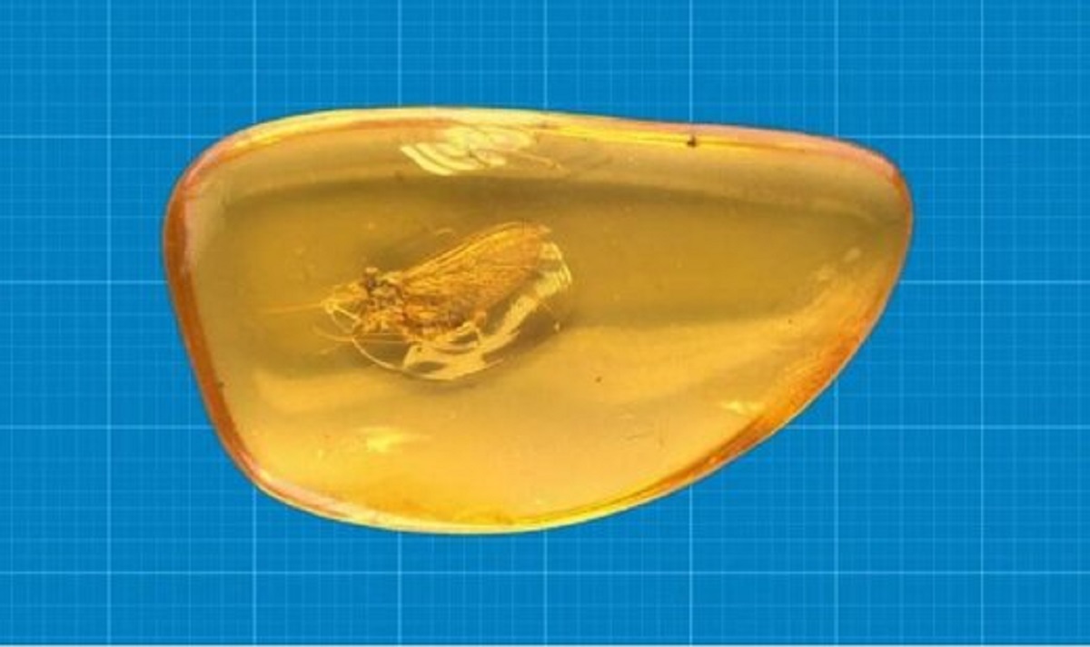 فسیل حشره
