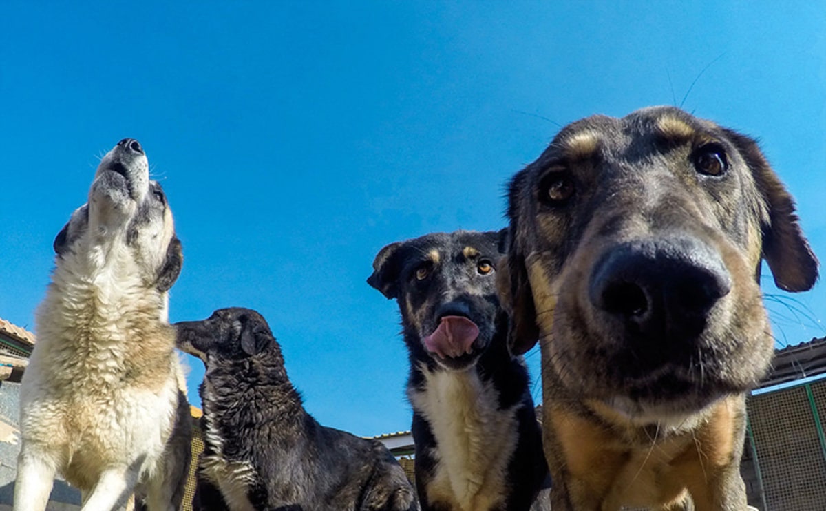 فیلم/ / سگ‌های بی‌پناه یزد با خانمان شدند