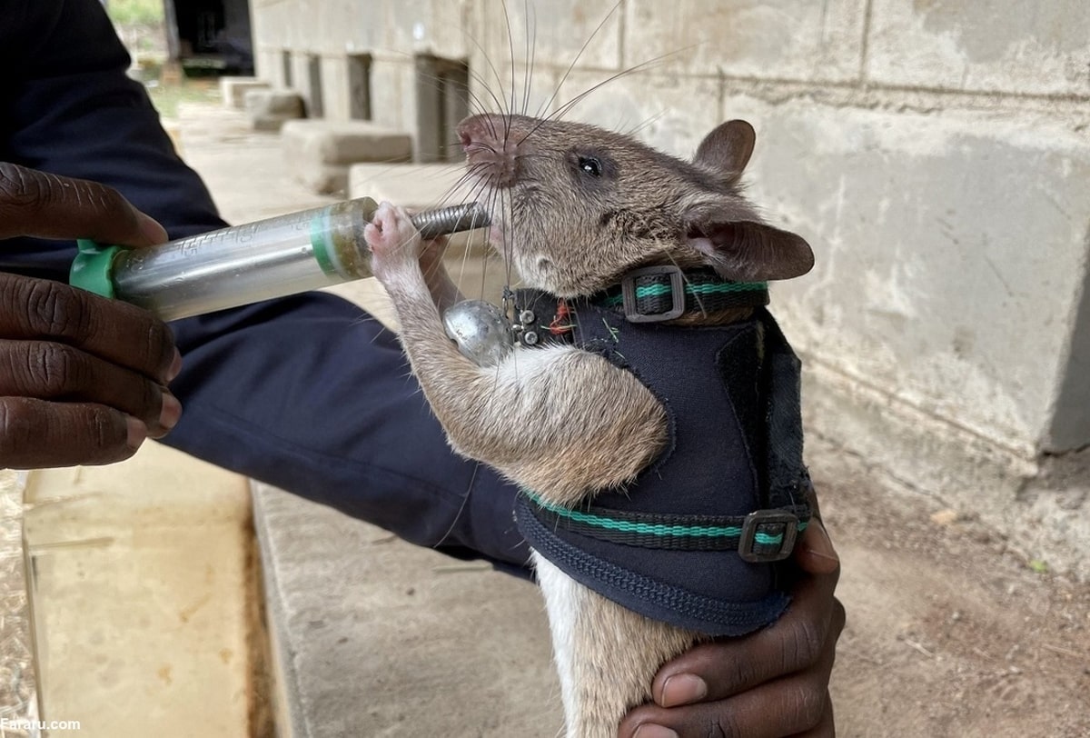 آموزش موش‌های غول‌پیکر برای عملیات نجات