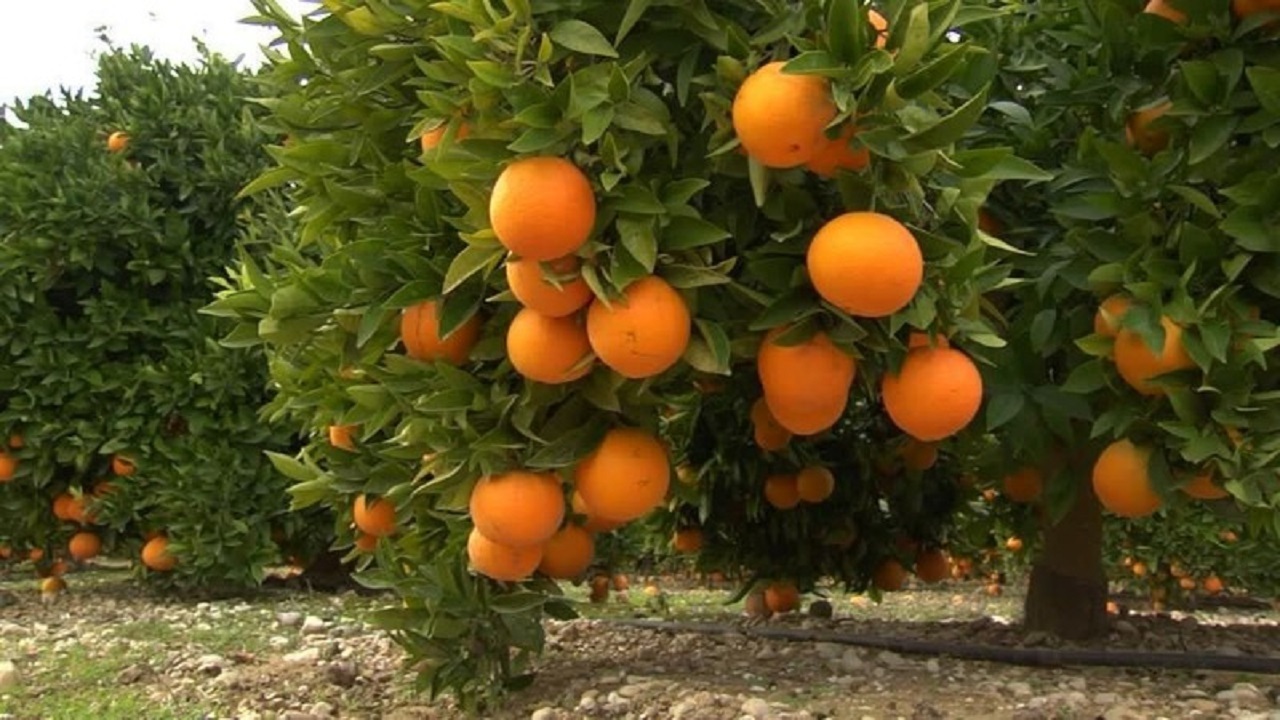 پرتقال‌های آلوده در بازار تهران