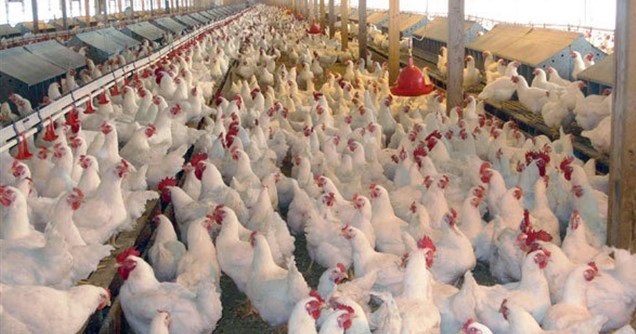 رسیدن تورم نقطه‌ای تولیدکننده مرغداری‌های صنعتی به ۹۰ درصد