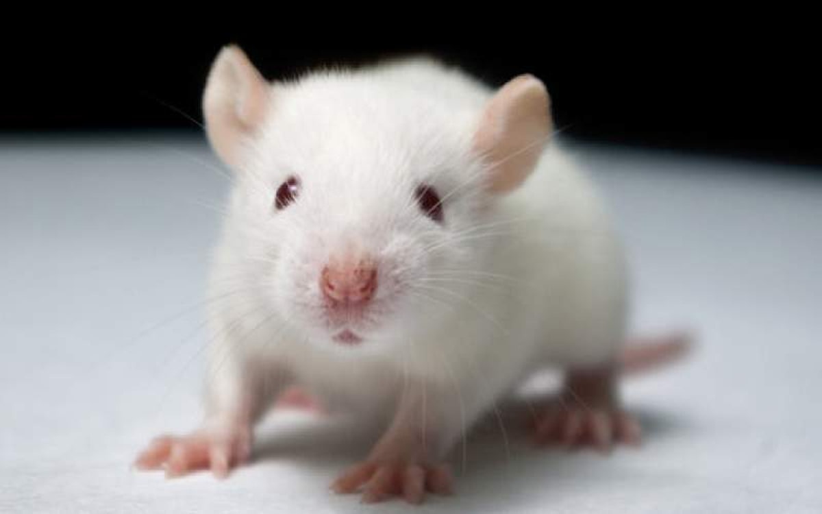 رقصیدن موش‌ها با شنیدن آهنگ ریتمیک!