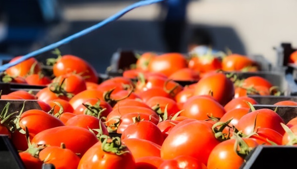 قیمت پیاز و گوجه در بازار