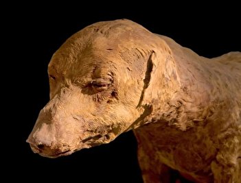عکس‌های جالب از مومیایی حیوانات در مصر باستان