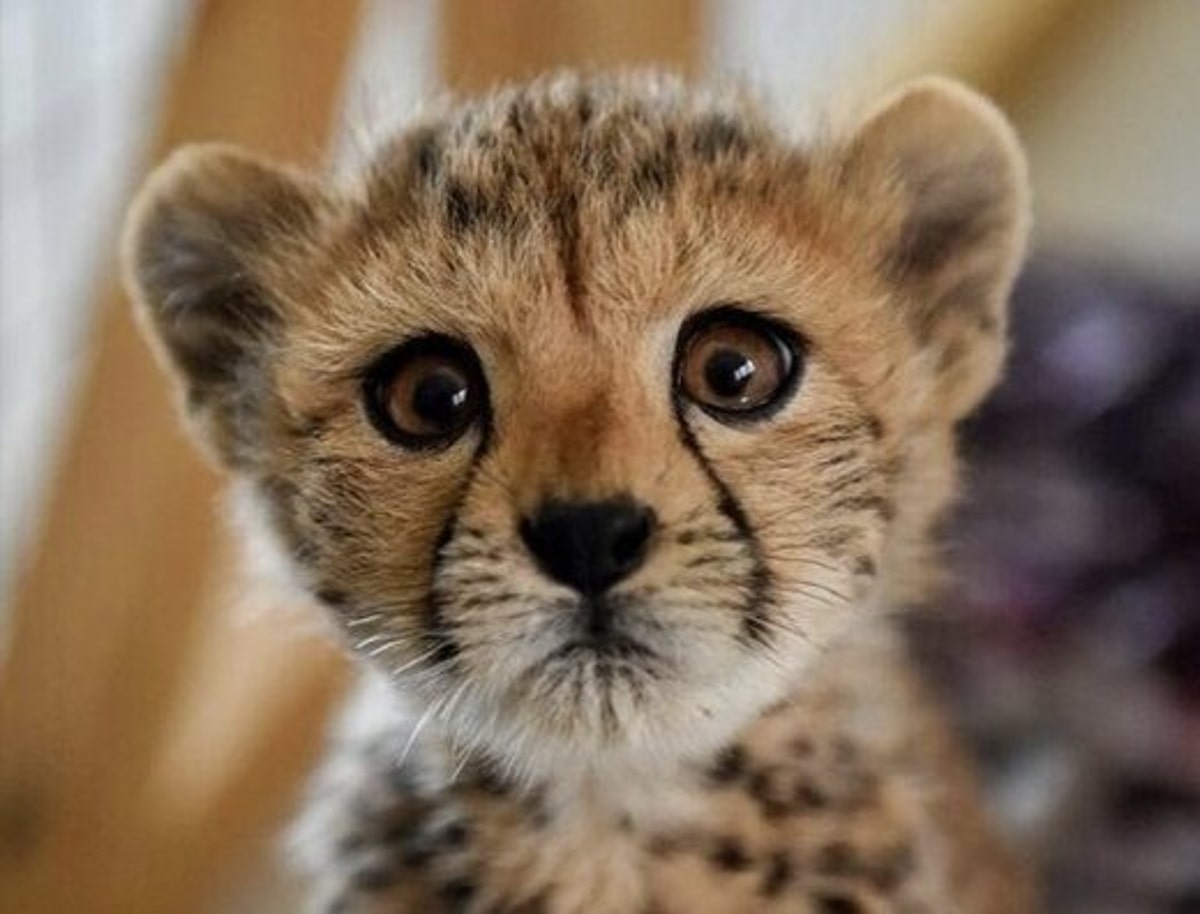 هزینه ماهانه نگهداری پیروز چقدر است؟