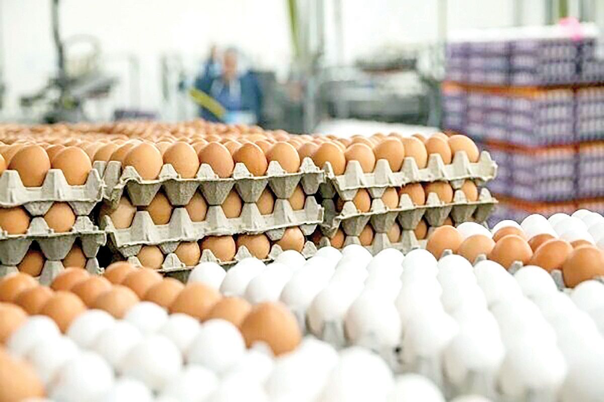 تداوم افزایش قیمت تخم مرغ/ هر شانه تخم مرغ بالای ۱۰۰ هزار تومان