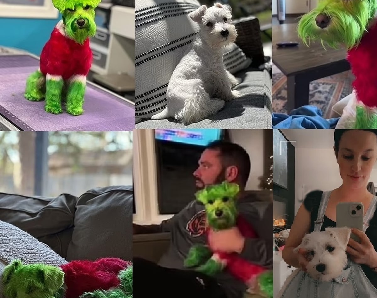 فیلم جنجالی رنگ کردن یک سگ خانگی که