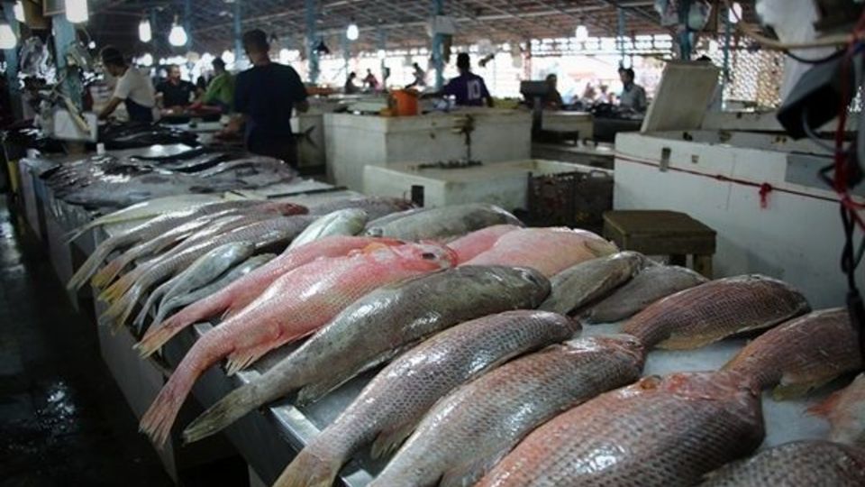 کاهش مصرف ماهی برای ایرانیان تا ۵۰ درصد