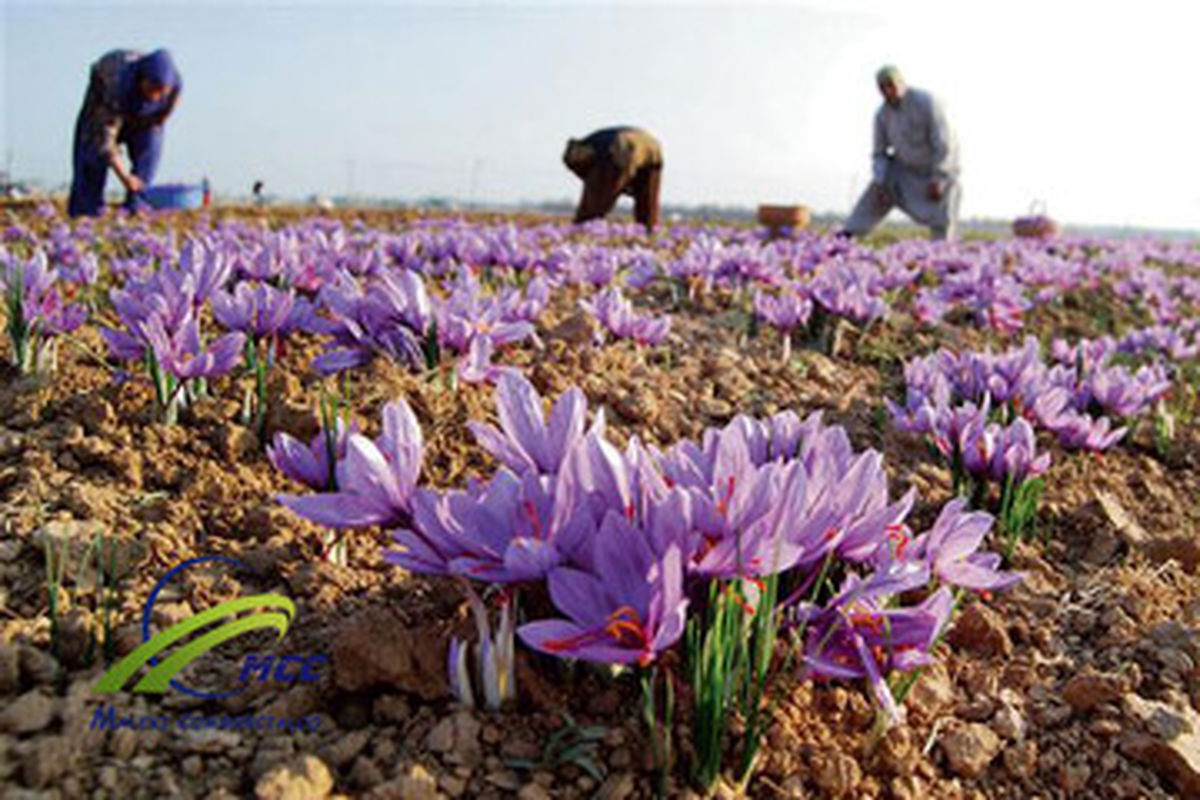 قاچاق زعفران ایرانی