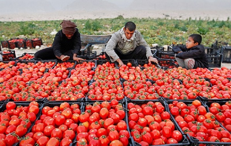 دولت رئیسی با قیمت گوجه فرنگی چه کرد؟
