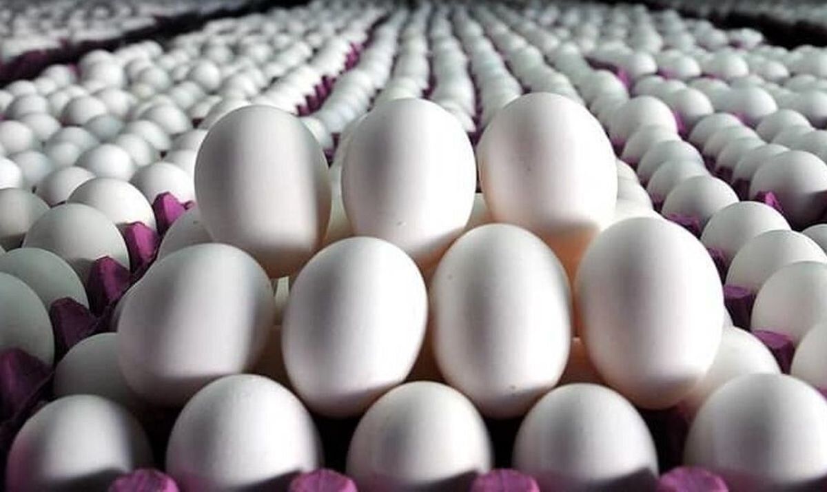 قیمت تخم مرغ امروز ۲۰ دی ۱۴۰۲+ جدول