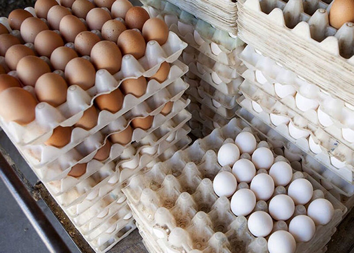 قیمت تخم مرغ امروز ۲۲ دی ۱۴۰۲ + جدول