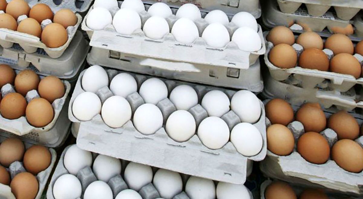 قیمت تخم مرغ امروز ۲۴ دی ۱۴۰۲+ جدول