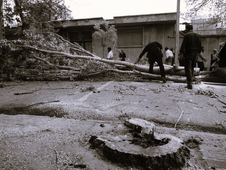 تراژدی قطع درختان در تهران+ فیلم