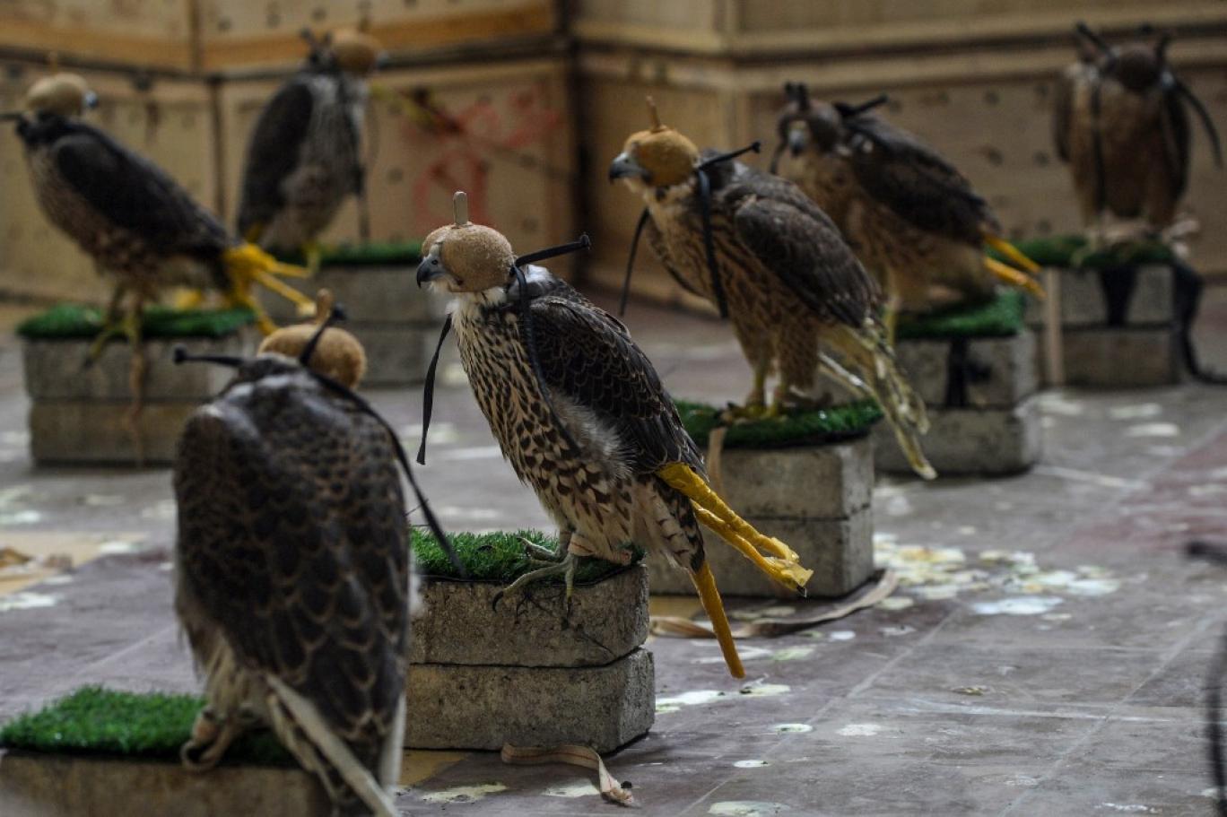 رواج زنده‌گیری پرندگان شکاری در ایران