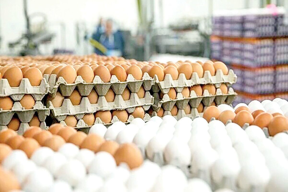 قیمت تخم مرغ امروز ۳ دی ۱۴۰۲