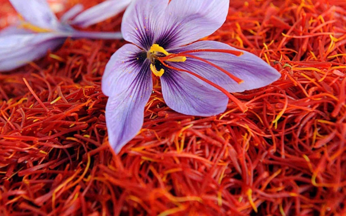 گزارش نگران کننده رسانه آمریکایی از کاهش تولید زعفران ایرانی