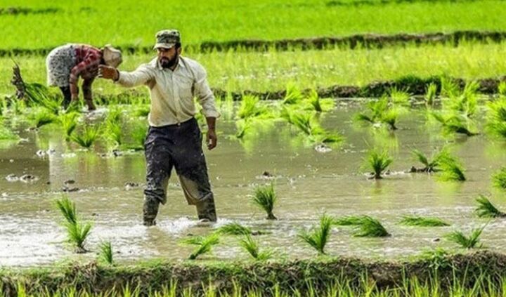 سرنوشت تلخ برنج ایرانی در سایه ترک فعل وزارت جهاد کشاورزی