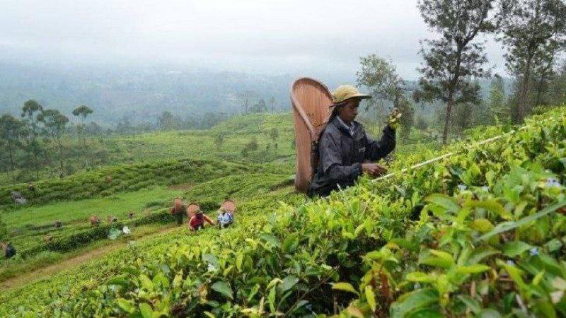 پرداخت بدهی سریلانکا به ایران با چای