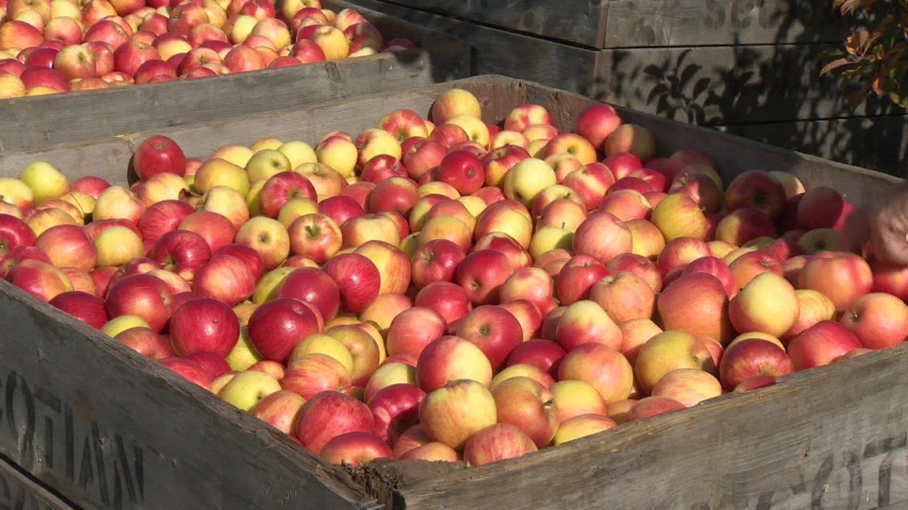 صادرات سیب ایران