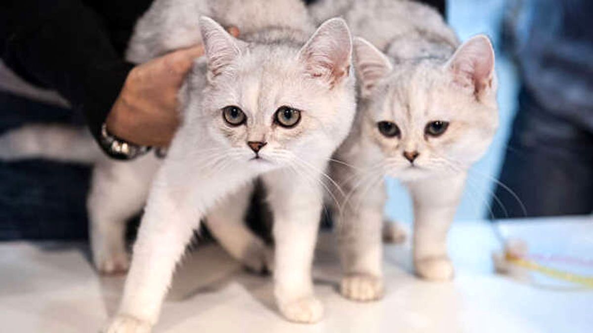 هشدار به مردانی که در خانه گربه دارند هشدار به مردانی که در خانه گربه دارند