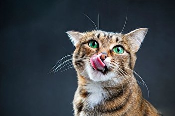 فیلم/رفع خستگی جالب یک گربه در جهان پربازدید شد