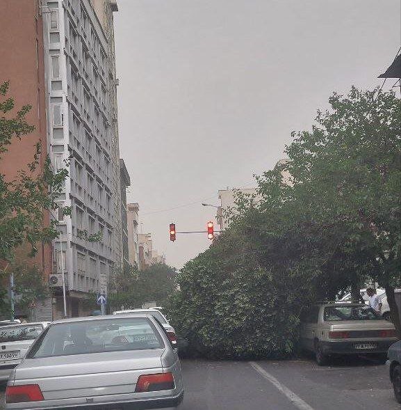 عکس | سقوط درخت بر اثر طوفان در خیابان دانشگاه تهران