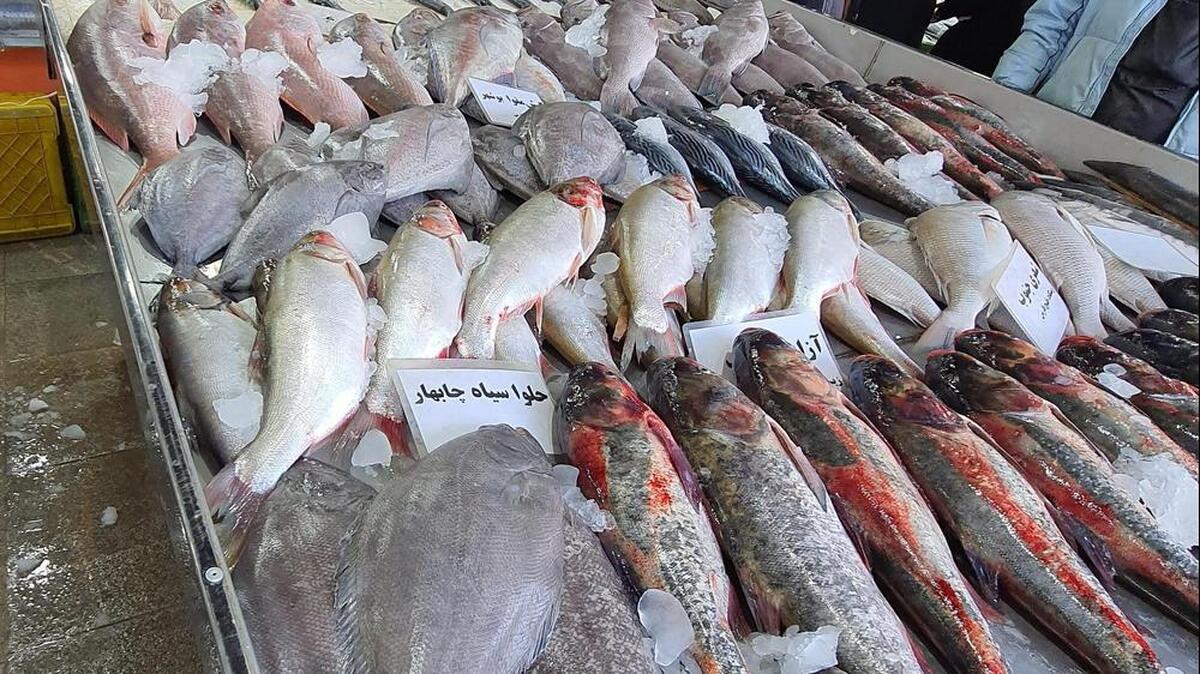 گرانی قیمت ماهی