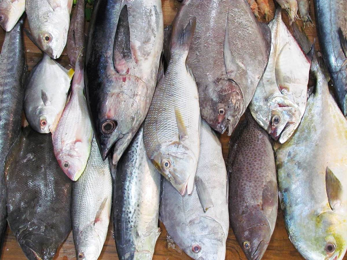 قیمت انواع ماهی امروز ۹ خرداد ۱۴۰۲