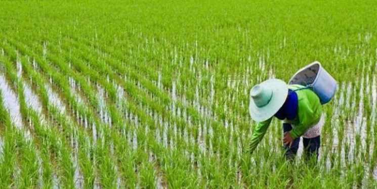 تشدید بحران منابع آبی با ممنوعیت واردات برنج