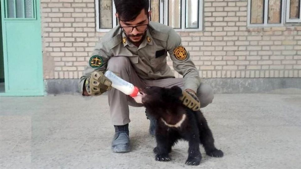 ۲توله خرس سیاه بلوچی برای درمان به تهران منتقل شدند