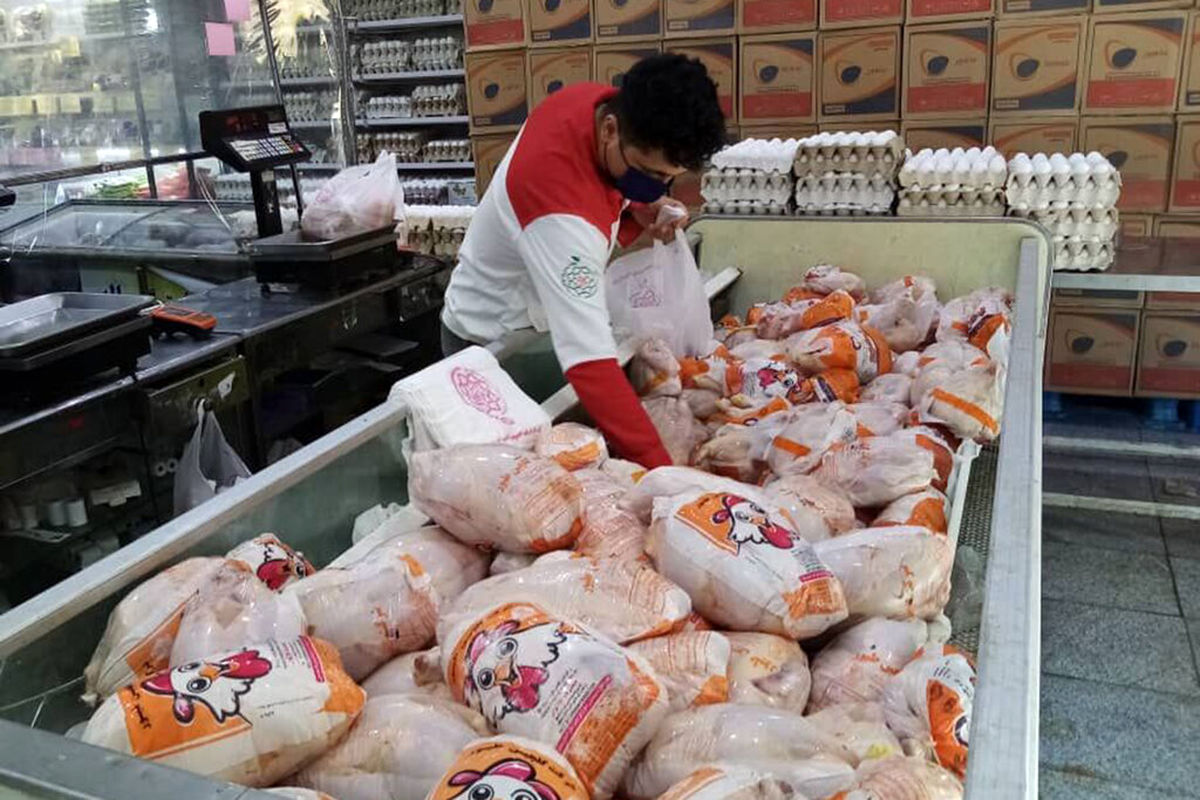 توزیع ۶۰۰ تن مرغ گرم و منجمد در هفته جاری